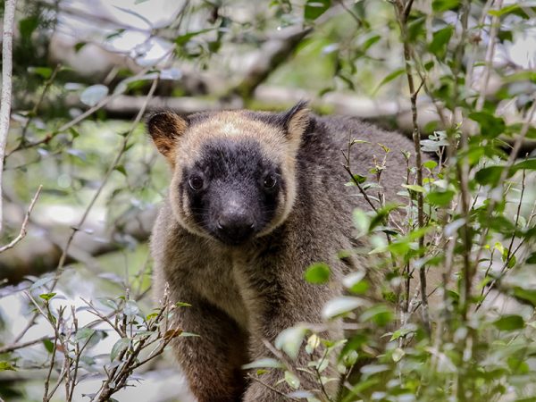 Wildlife
Food experience or wildlife encounter? Try both! In this area of abundant produce, you will discover uniquely Australian wildlife residents - including tree kangaroos and the amazing platypus.